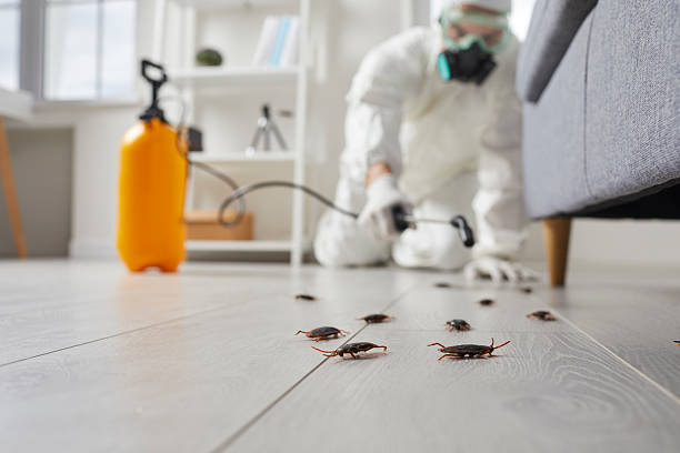 Commercial Kitchen Cockroach Control in Riverton